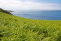 Fern (Dryopteris filix-mas) on the coast