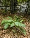 Fern (Dryopteris filix-mas) in the forest. Royalty Free Stock Photo