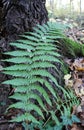 Fern (Dryopteris filix-mas) grows in the forest Royalty Free Stock Photo