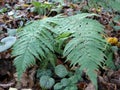 Fern (Dryopteris filix-mas) grows in the forest Royalty Free Stock Photo