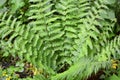 Fern Dryopteris filix-mas grows in the forest Royalty Free Stock Photo