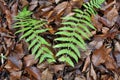 Fern Dryopteris filix-mas grows in the forest Royalty Free Stock Photo