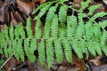 Fern Dryopteris filix-mas grows in the forest Royalty Free Stock Photo
