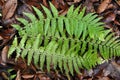 Fern Dryopteris filix-mas grows in the forest Royalty Free Stock Photo