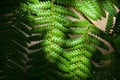 Fern eaves in moody light Royalty Free Stock Photo