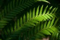 Fern eaves in moody light Royalty Free Stock Photo
