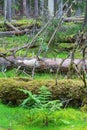 Fern and fallen trees in an old-growth forest Royalty Free Stock Photo