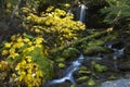 Fern Falls in autumn in north Idaho Royalty Free Stock Photo