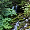 Fern Falls