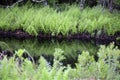 Fern Family Royalty Free Stock Photo