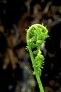 Fern Fiddlehead  6990 Royalty Free Stock Photo