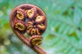 Fern Fiddlehead Royalty Free Stock Photo