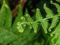 Fern fiddlehead unfurling Royalty Free Stock Photo