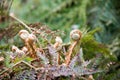 Fern fiddlehead unfurling with selective focus Royalty Free Stock Photo