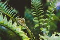 Fern fiddlehead unfurling with selective focus in new leaf Royalty Free Stock Photo