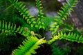 Fern fiddlehead unfurling with selective focus in new leaf Royalty Free Stock Photo