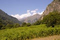 Fern fields in the mountains. Gabala. Azerbaijan Royalty Free Stock Photo