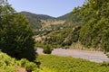 Fern fields in the mountains. Gabala. Azerbaijan Royalty Free Stock Photo