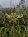 Fern Flower In The Mountain Royalty Free Stock Photo