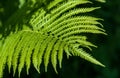 Fern. a flowerless plant that has feathery or leafy fronds and r Royalty Free Stock Photo