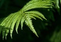 Fern. a flowerless plant that has feathery or leafy fronds and r Royalty Free Stock Photo