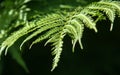 Fern. a flowerless plant that has feathery or leafy fronds and r Royalty Free Stock Photo