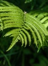 Fern. a flowerless plant that has feathery or leafy fronds and r Royalty Free Stock Photo