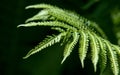 Fern. a flowerless plant that has feathery or leafy fronds and r Royalty Free Stock Photo