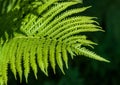 Fern. a flowerless plant that has feathery or leafy fronds and r Royalty Free Stock Photo