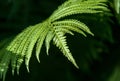 Fern. a flowerless plant that has feathery or leafy fronds and r Royalty Free Stock Photo