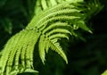 Fern. a flowerless plant that has feathery or leafy fronds and r Royalty Free Stock Photo