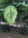 Close-up view of leaves of a fern plant