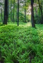 Fern forest Royalty Free Stock Photo