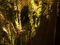 Fern forest deciration at residence with lighting at night