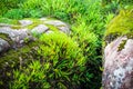 Fern forest