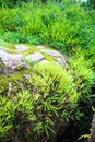 Fern forest Royalty Free Stock Photo