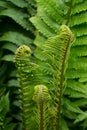 Fern in the forest. Ivan Kupala`s night Royalty Free Stock Photo