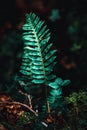 Fern in light in forest Royalty Free Stock Photo