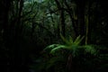 Fern forest in milfordsound Royalty Free Stock Photo