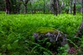 Fern Forest and mossy rock