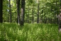 Fern Forest in Pocono Mountains, PA, USA Royalty Free Stock Photo