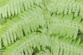 Fern in the forest, Thailand.