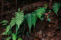 Fern in the forest on the tropical ground in Asia. Background