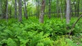 Fern Forest on the AT in Virgina