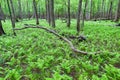 Fern forest in the woods Royalty Free Stock Photo