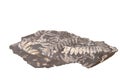 Fern Fossil Royalty Free Stock Photo