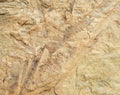 Fern fossil Royalty Free Stock Photo