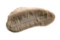 Fern Fossil Imprint Royalty Free Stock Photo