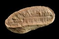 Fern Fossil Royalty Free Stock Photo