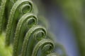 Fern Frond Royalty Free Stock Photo